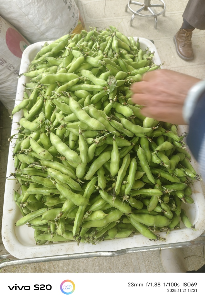 蚕豆