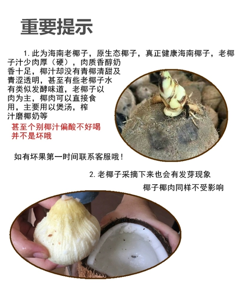 包邮）海南特产新鲜椰子去皮批发毛椰孕妇当季商用老椰子煲汤