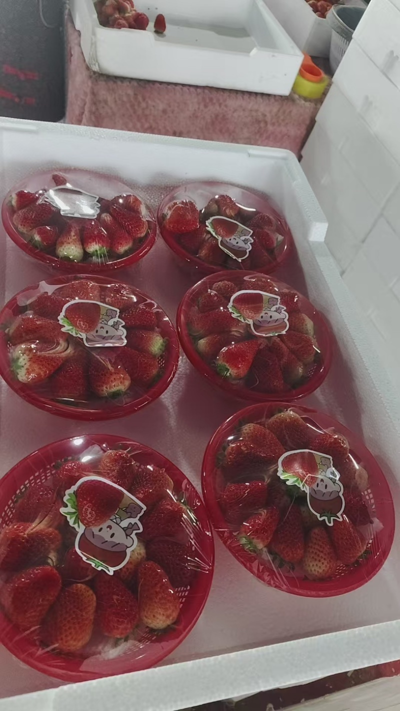 精品贵妃天仙草莓产地一手货源全国发货量大价优欢迎随时联系