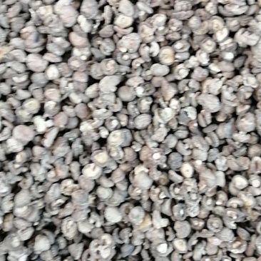 春栽菇大量上市，有需要的老板前来选购