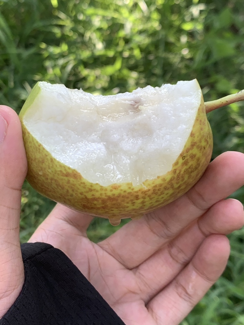 莱阳回韵香梨，媚梨，糖度12+，自有基地260亩