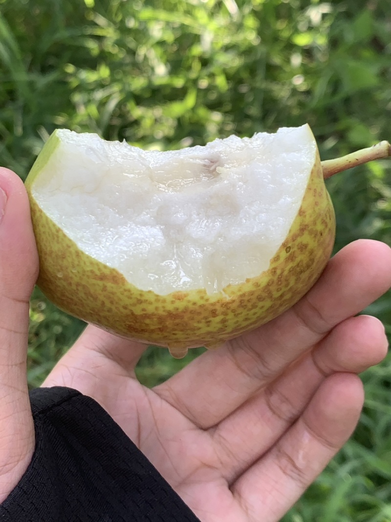 莱阳回韵香梨，媚梨，糖度12+，自有基地260亩