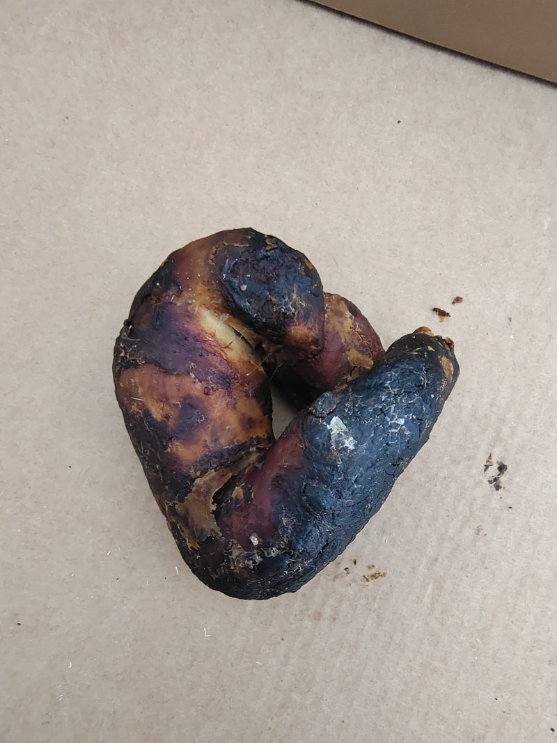 鸡宝