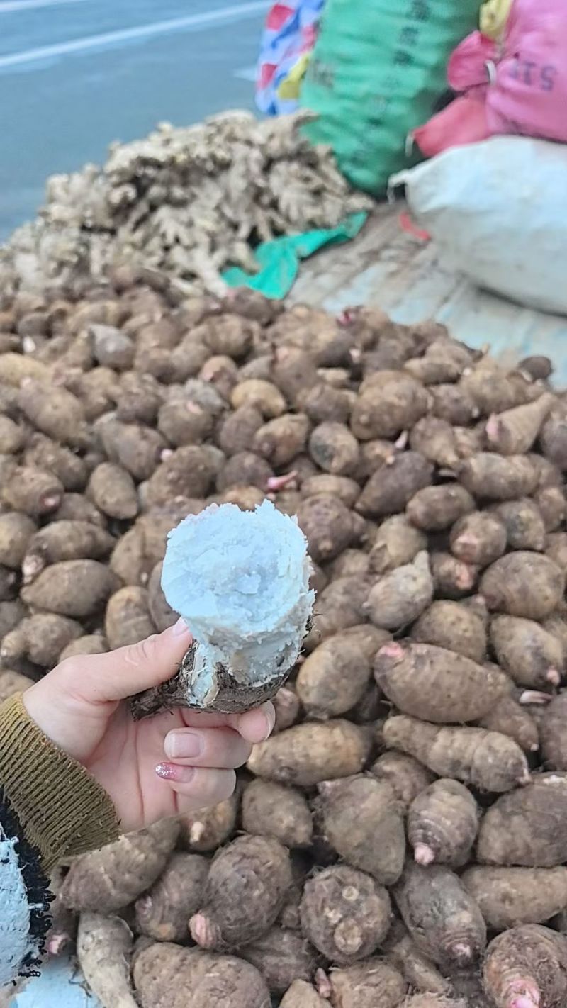 广西巴马禄普芋头红芽芋头
