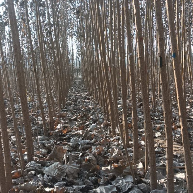 107杨树苗现挖现发当天起苗当天发货