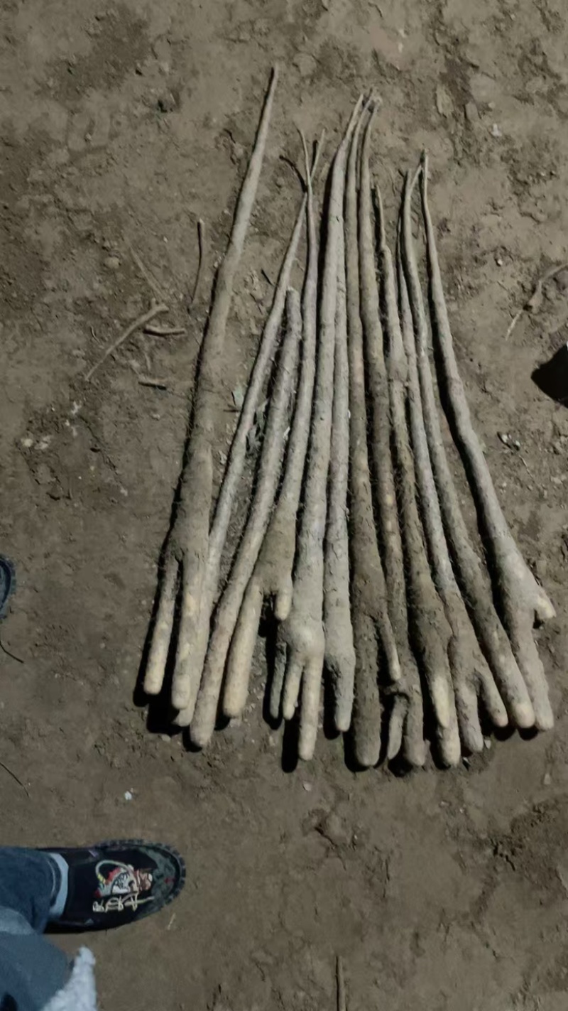 一手货源深州小白嘴弗手山药，货源海量，诚信代办