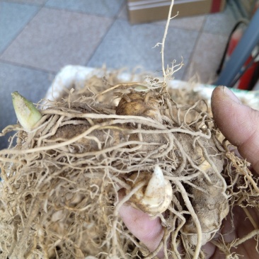 多花姜型黄精
