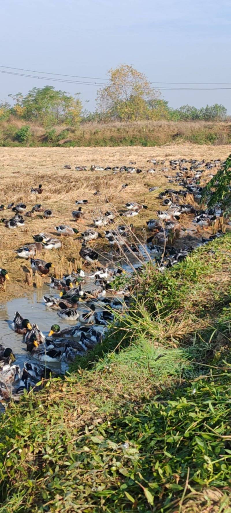 青头鸭