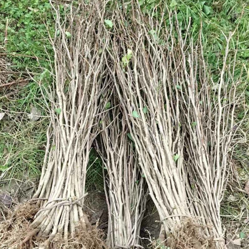 陕西银杏苗一米以上规格保质保量可视频看货