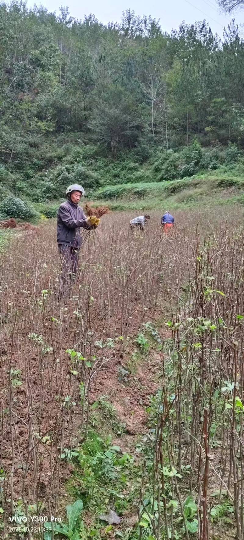 陕西银杏苗一米以上规格保质保量可视频看货