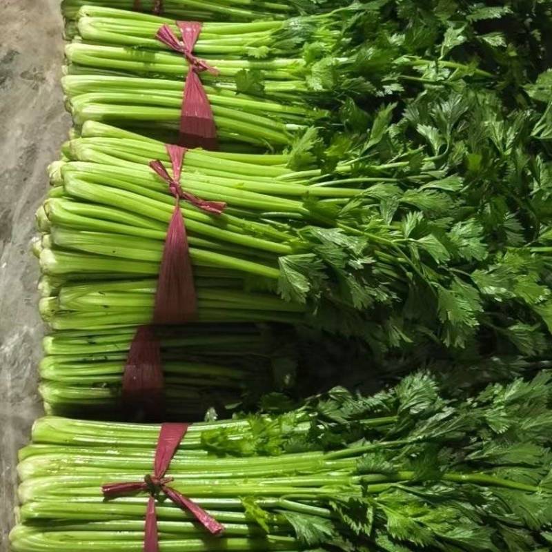 精品芹菜