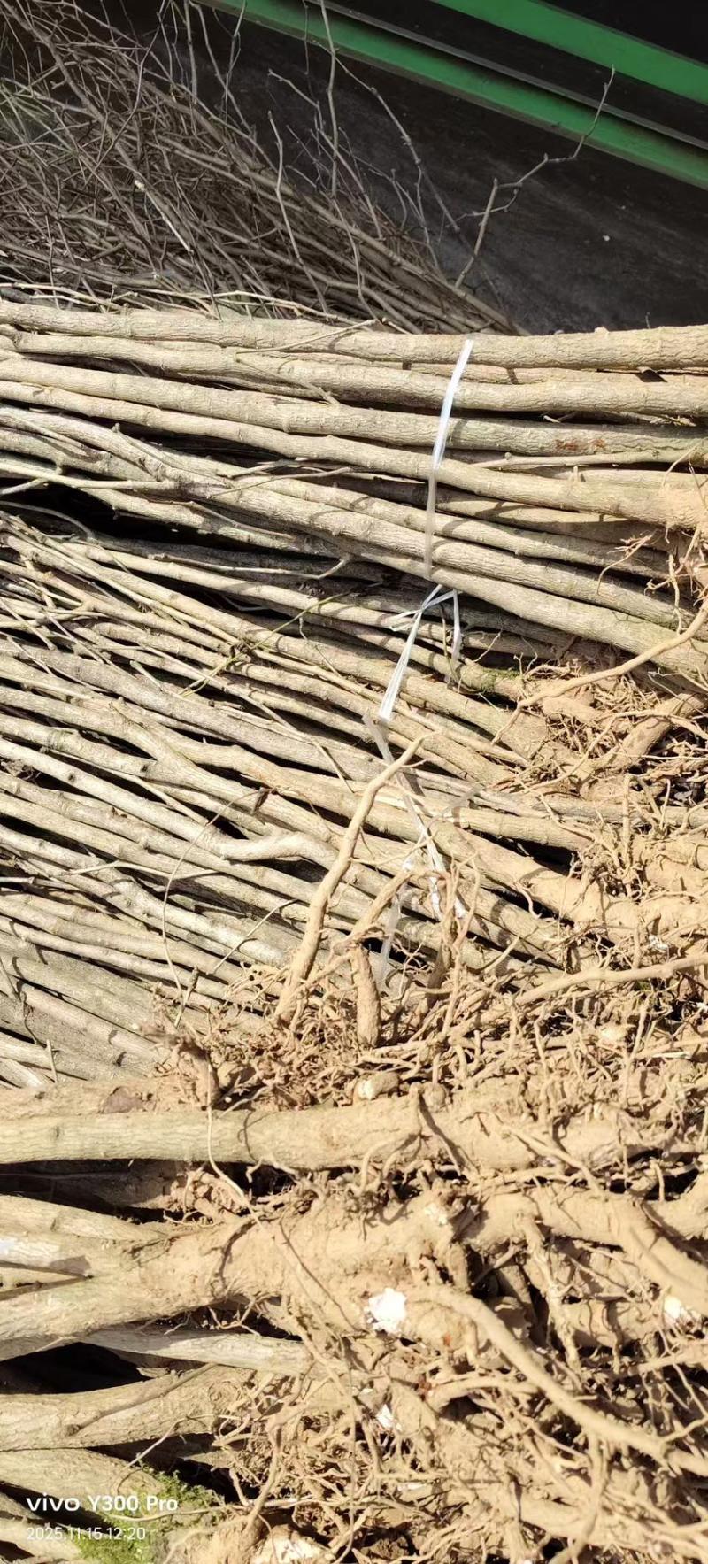 陕西银杏苗产地直发质量保证提供技术支持欢迎咨询