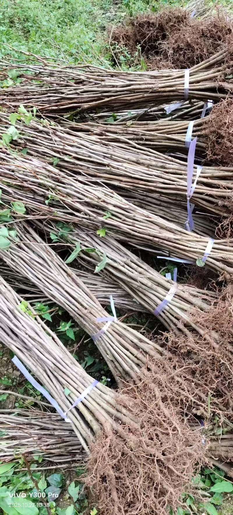 陕西银杏苗产地直发质量保证提供技术支持欢迎咨询
