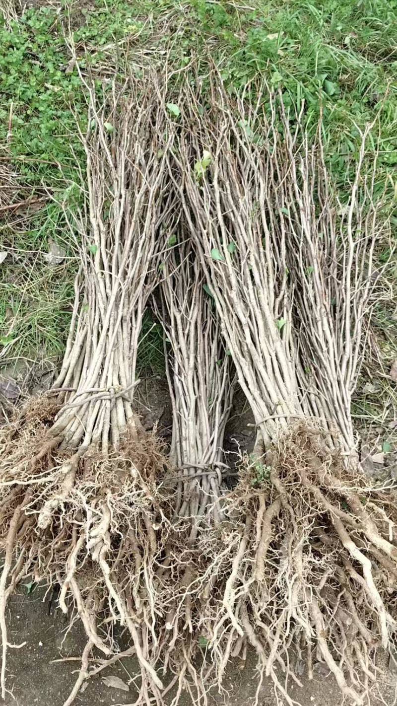 陕西银杏苗产地直发质量保证提供技术支持欢迎咨询