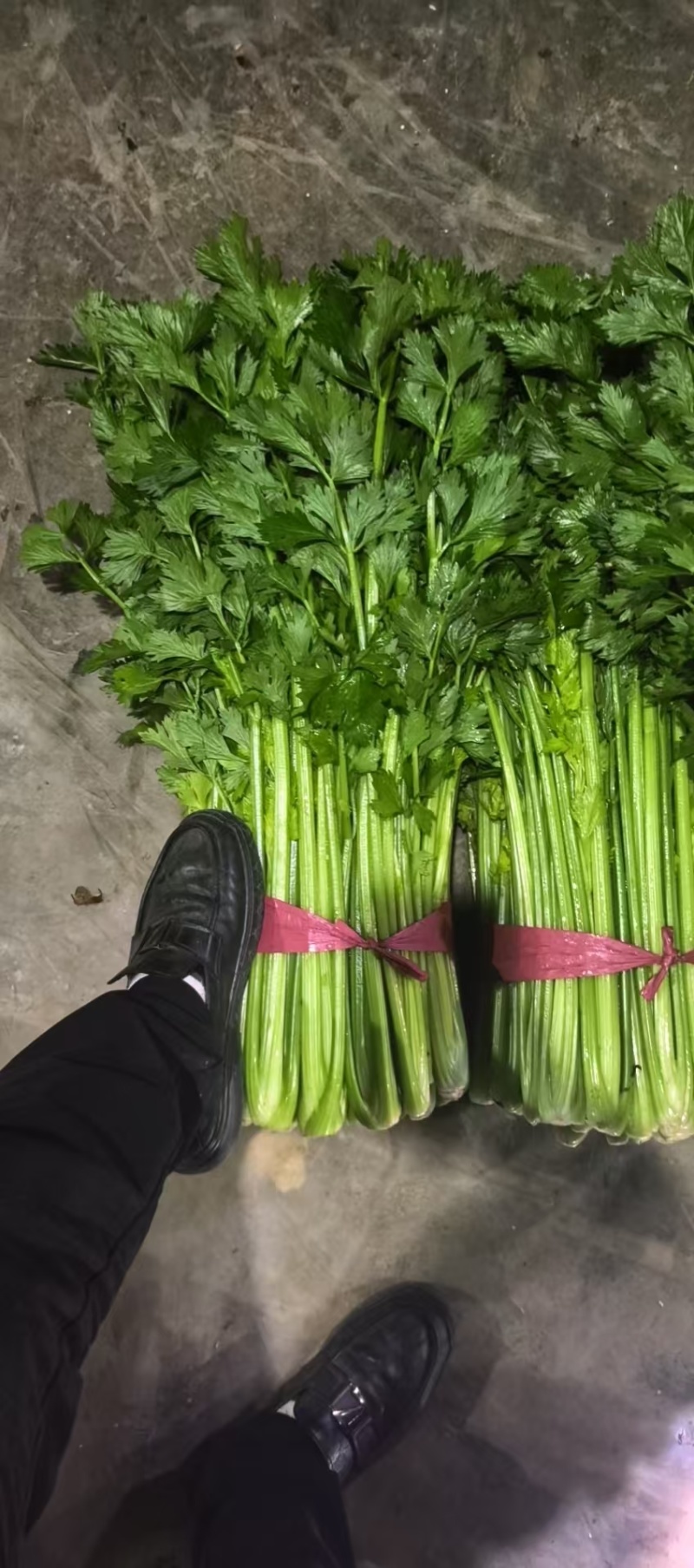 精品芹菜