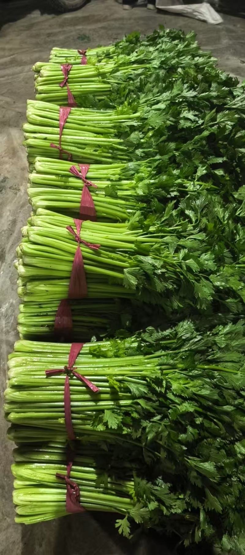 精品芹菜