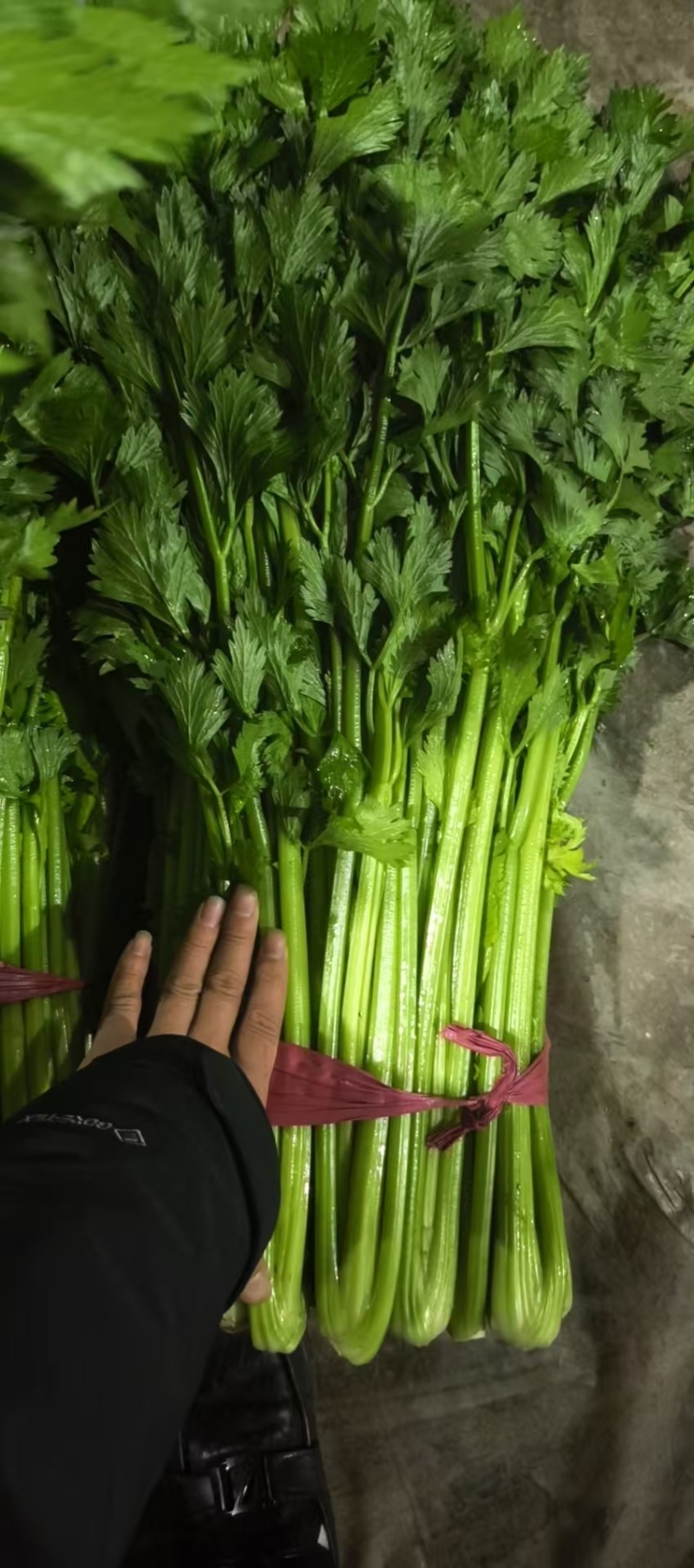 精品芹菜