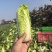 江苏小娃娃菜新鲜上市脆嫩可口量大从优对接全国量大从优热卖