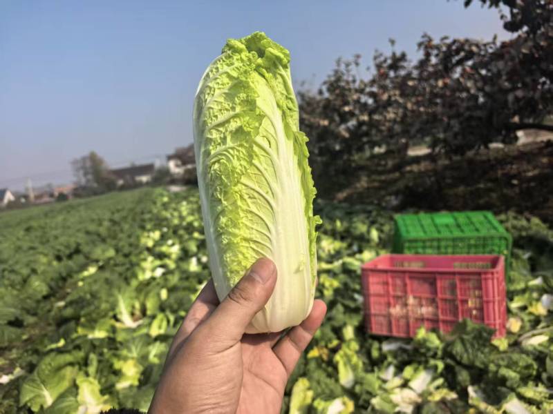 江苏小娃娃菜新鲜上市脆嫩可口量大从优对接全国量大从优热卖