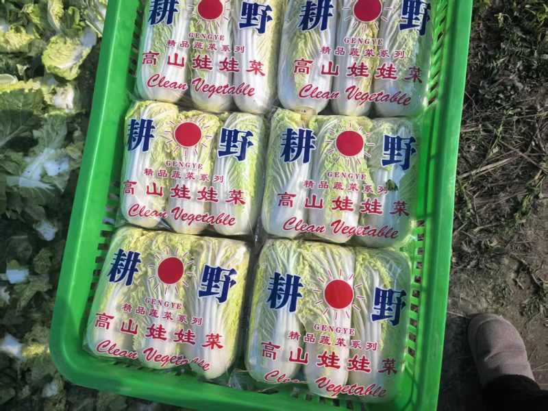 江苏小娃娃菜新鲜上市脆嫩可口量大从优对接全国量大从优热卖