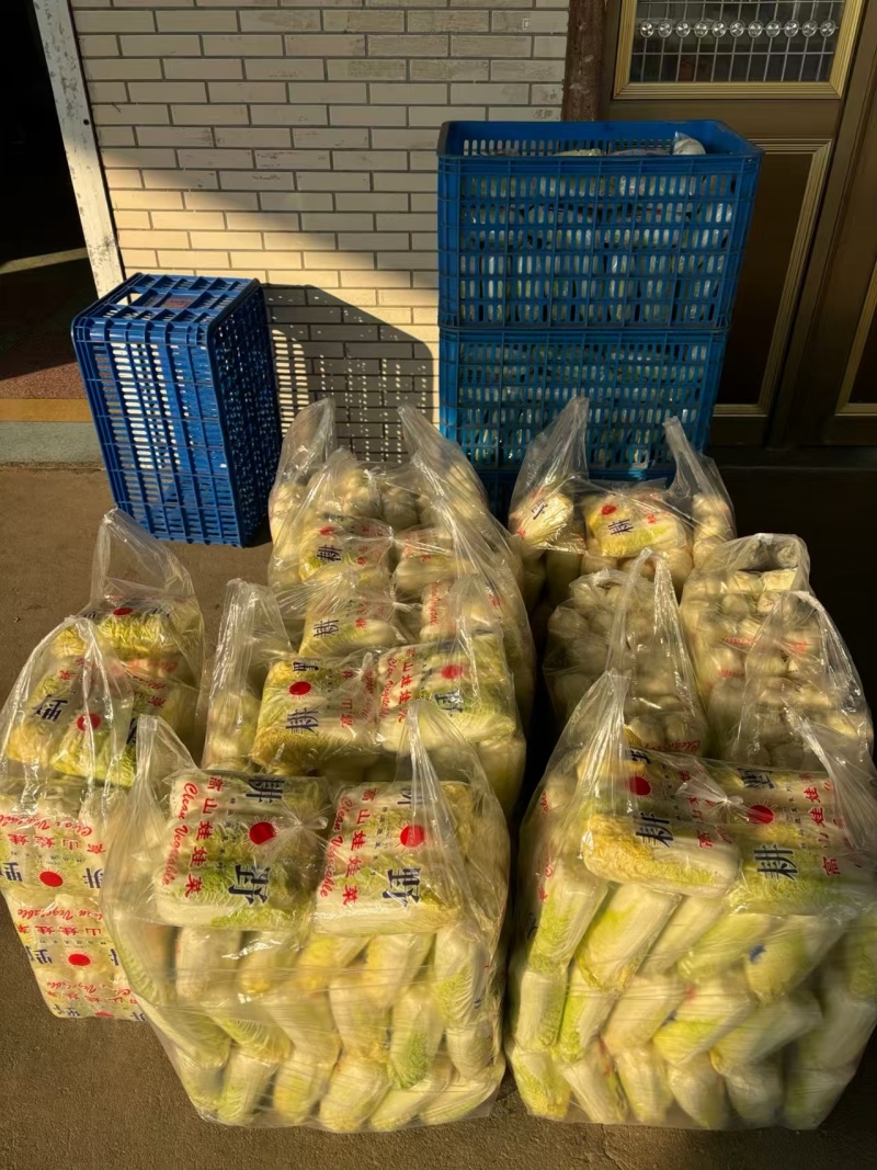 江苏小娃娃菜新鲜上市脆嫩可口量大从优对接全国量大从优热卖