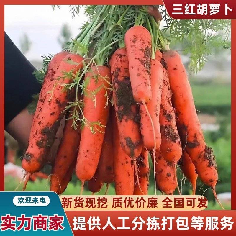 通许胡萝卜全樱带土半樱水洗中条都有不开裂糠心预冷保存时间长