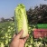 江苏小娃娃菜新鲜上市价格美丽对接全国脆嫩可口量大从优