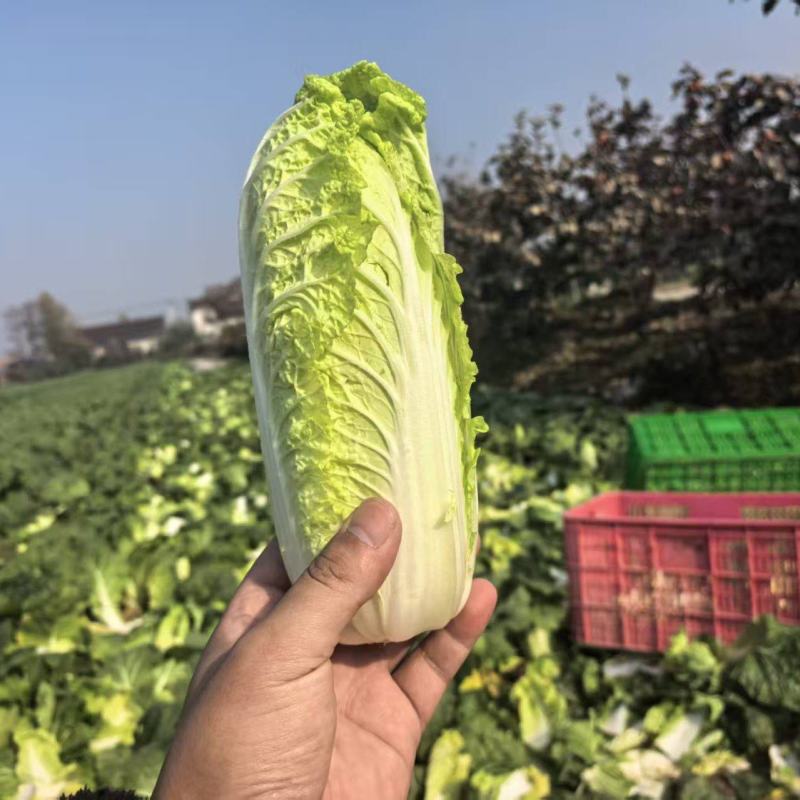 江苏小娃娃菜新鲜上市价格美丽对接全国脆嫩可口量大从优