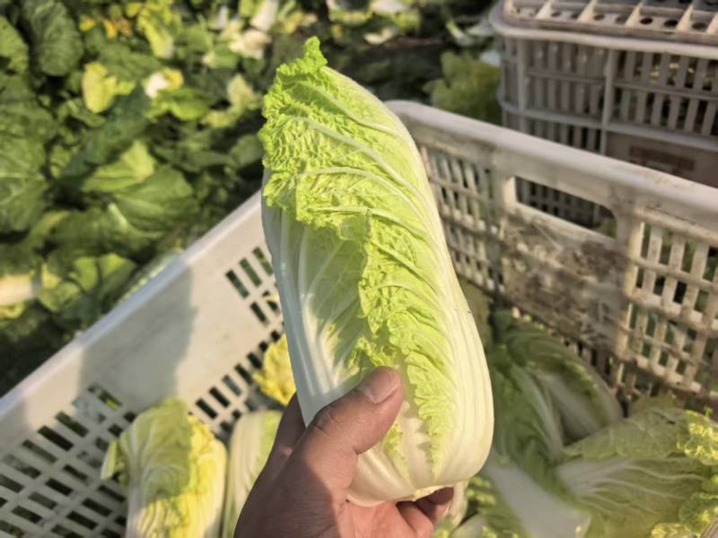 江苏小娃娃菜新鲜上市价格美丽对接全国脆嫩可口量大从优