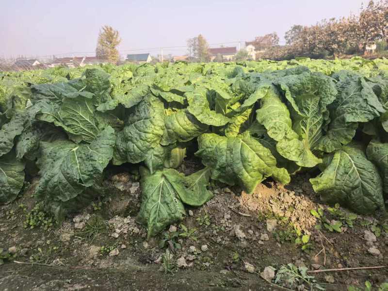 江苏小娃娃菜新鲜上市价格美丽对接全国脆嫩可口量大从优