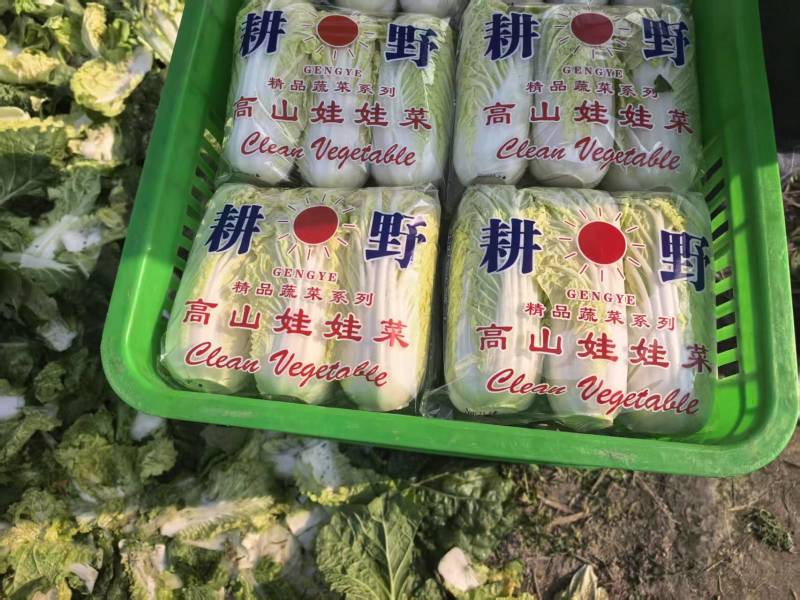 江苏小娃娃菜新鲜上市价格美丽对接全国脆嫩可口量大从优