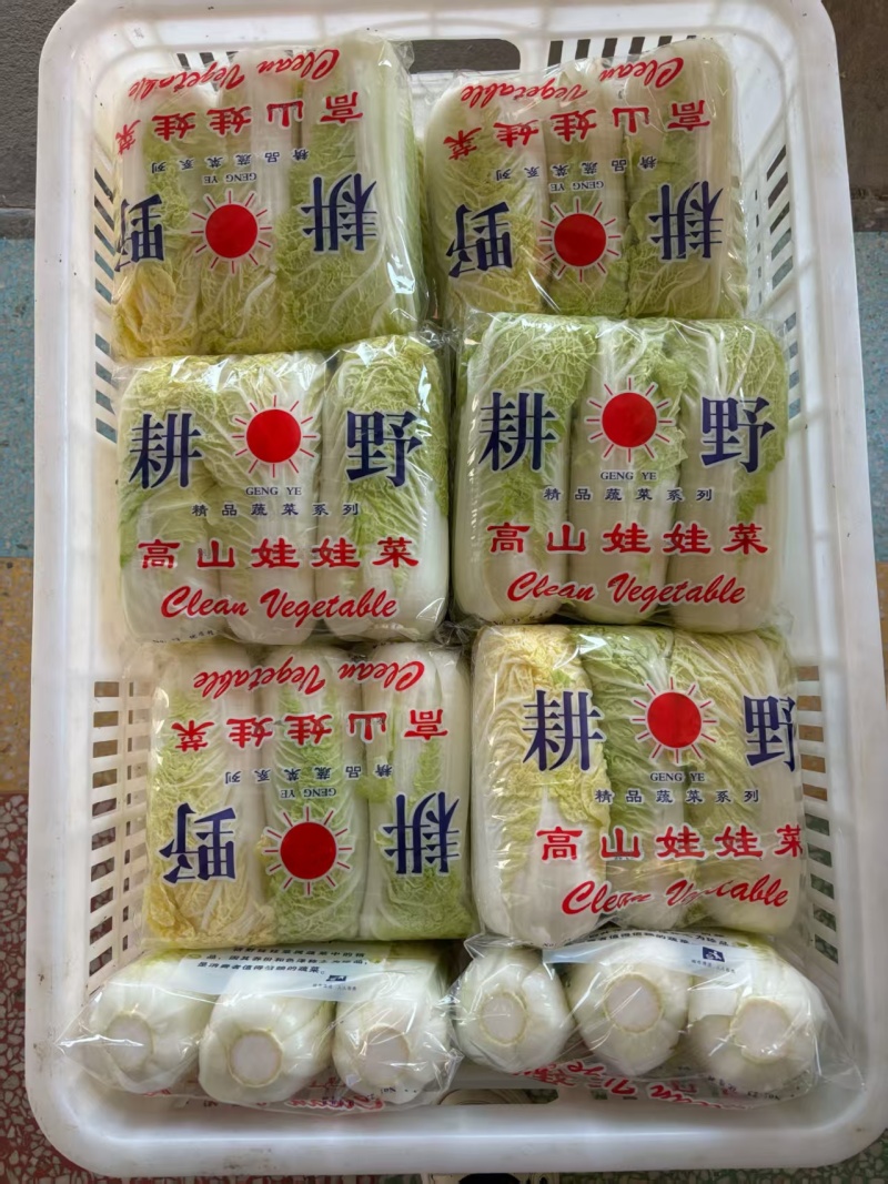 江苏小娃娃菜新鲜上市价格美丽对接全国脆嫩可口量大从优