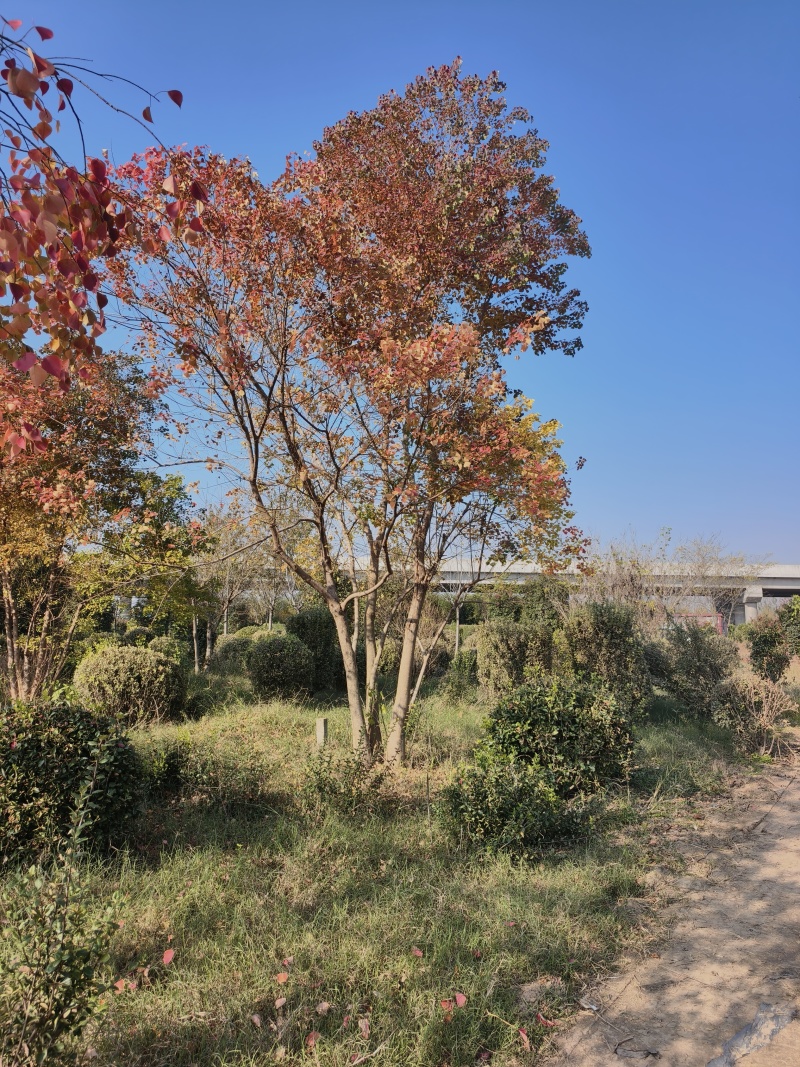 丛生乌桕，乌桕，保证成活价格美丽苗圃直销欢迎采购一手货源