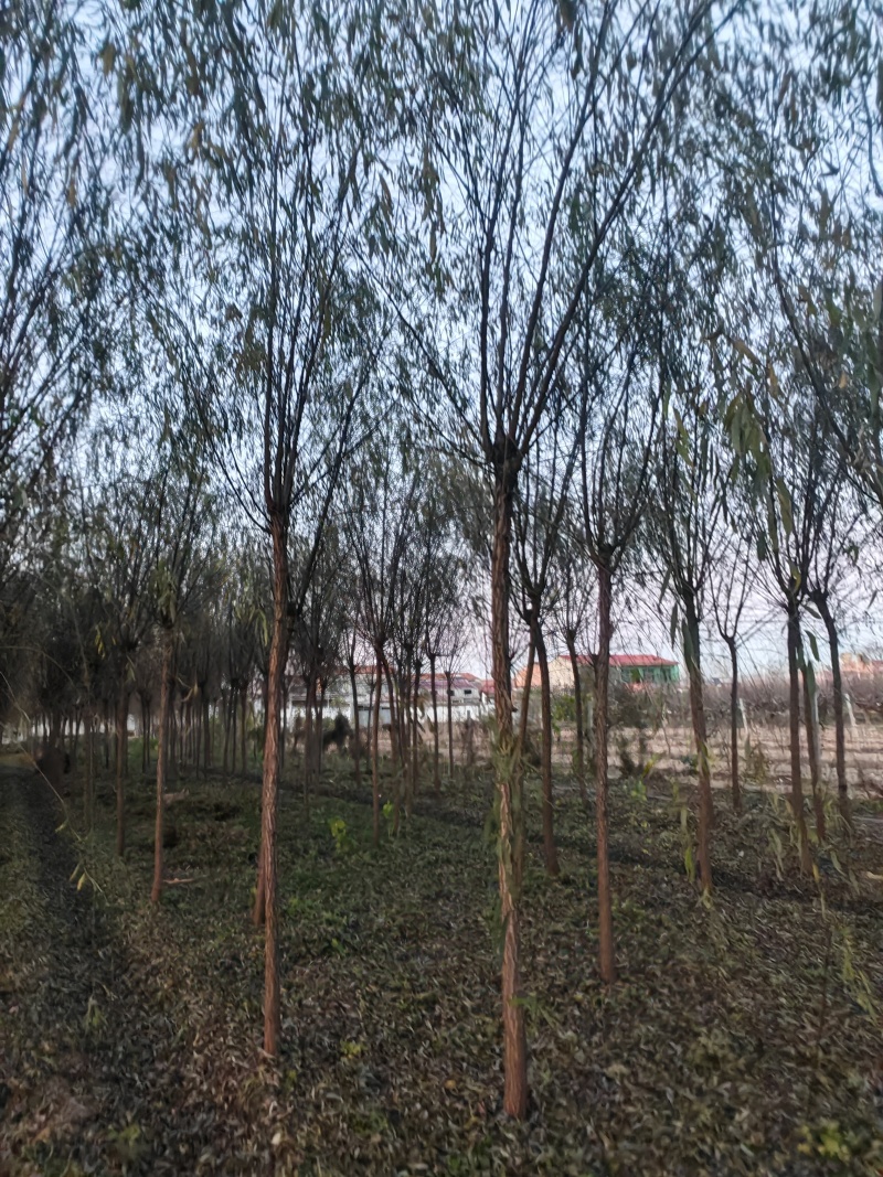 垂柳
