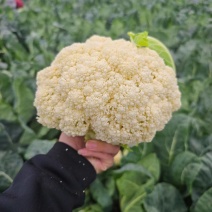 温州精品有机花松花菜青梗白面松花菜乳白色小米粒规格齐全有