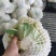 温州精品有机花松花菜青梗白面松花菜乳白色小米粒规格齐全有