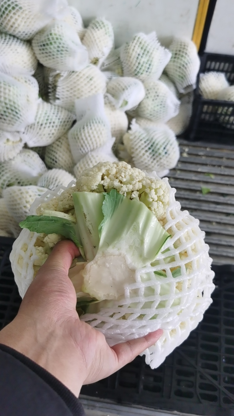 温州精品有机花松花菜青梗白面松花菜乳白色小米粒规格齐全有