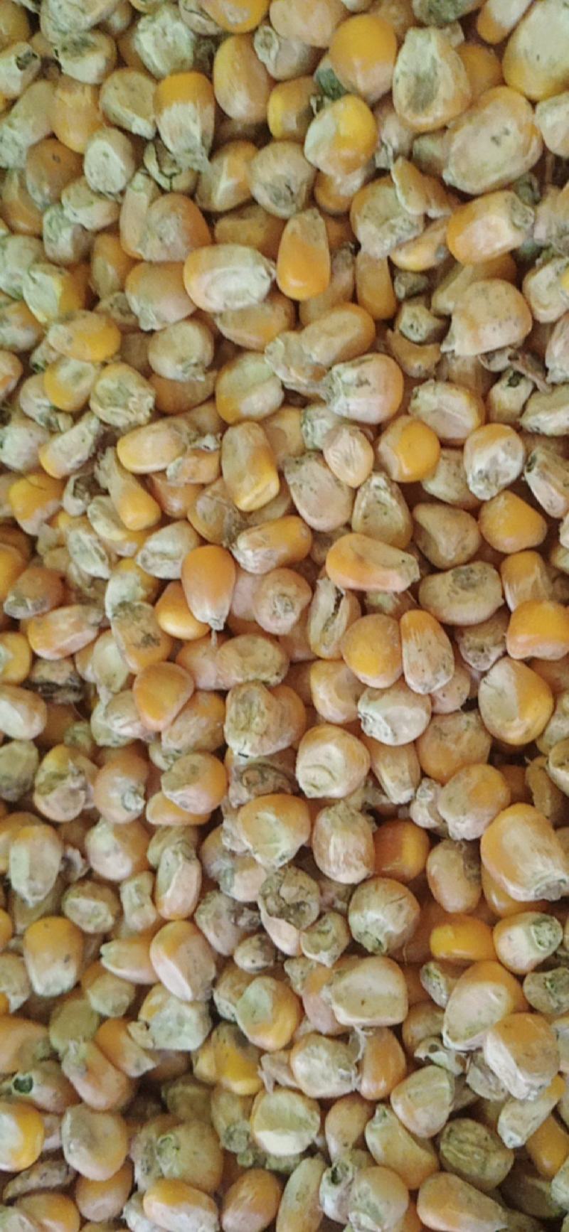 霉变玉米粒酒精玉米有机肥料辅料