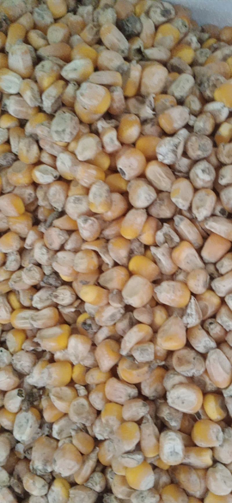 霉变玉米粒酒精玉米有机肥料辅料