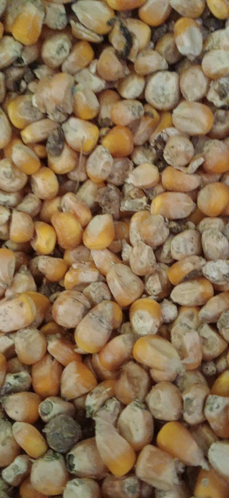 霉变玉米粒酒精玉米有机肥料辅料