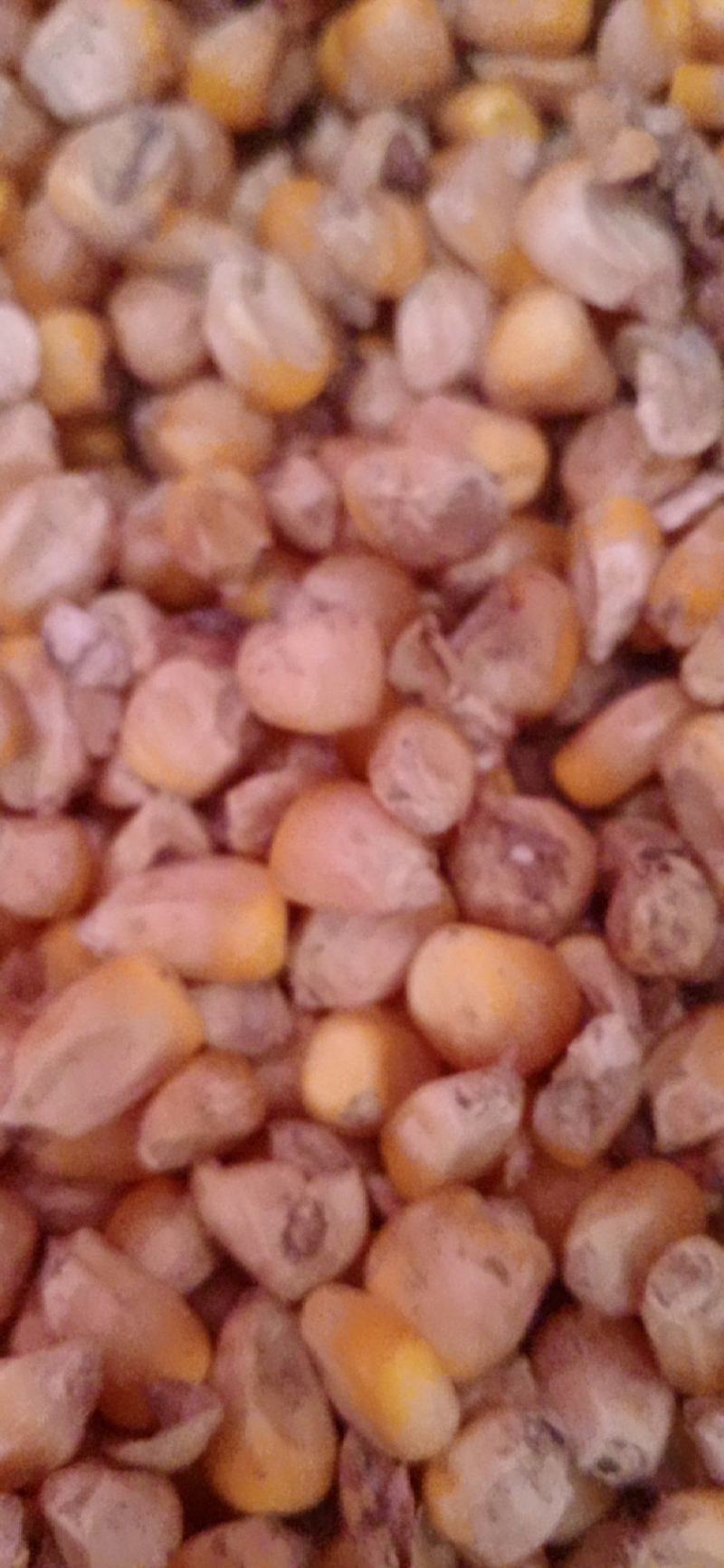 霉变玉米粒酒精玉米有机肥料辅料