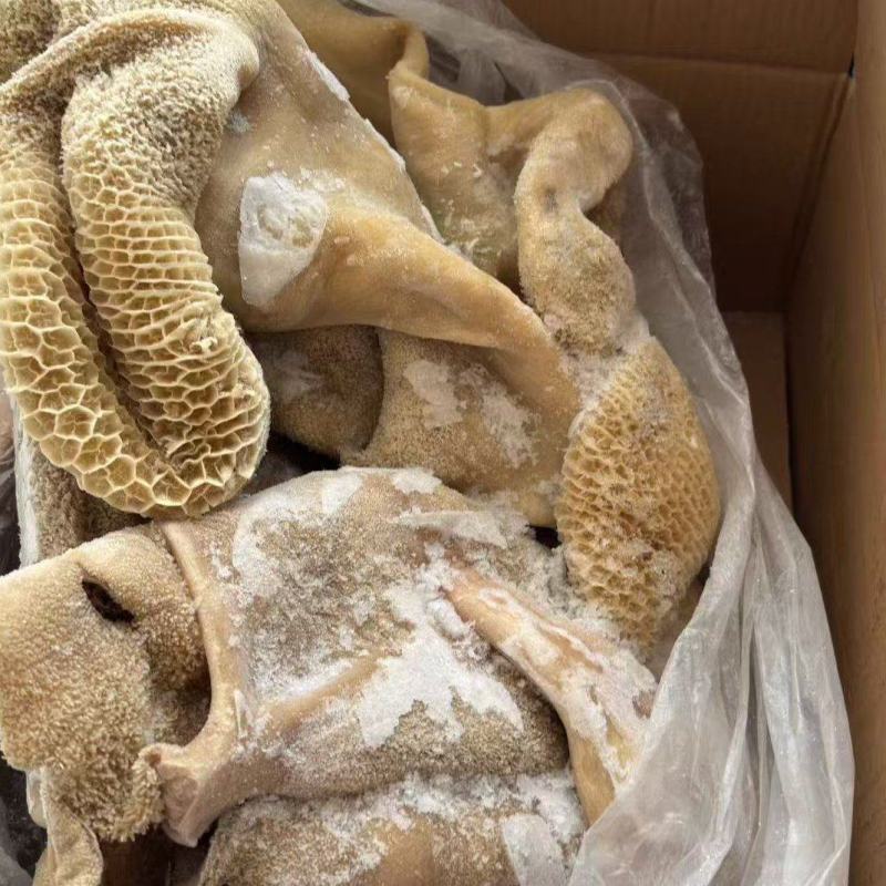 牛肚带金钱肚