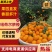 【鲜橙】纽荷尔脐橙主产地直供新鲜采摘落地直发！