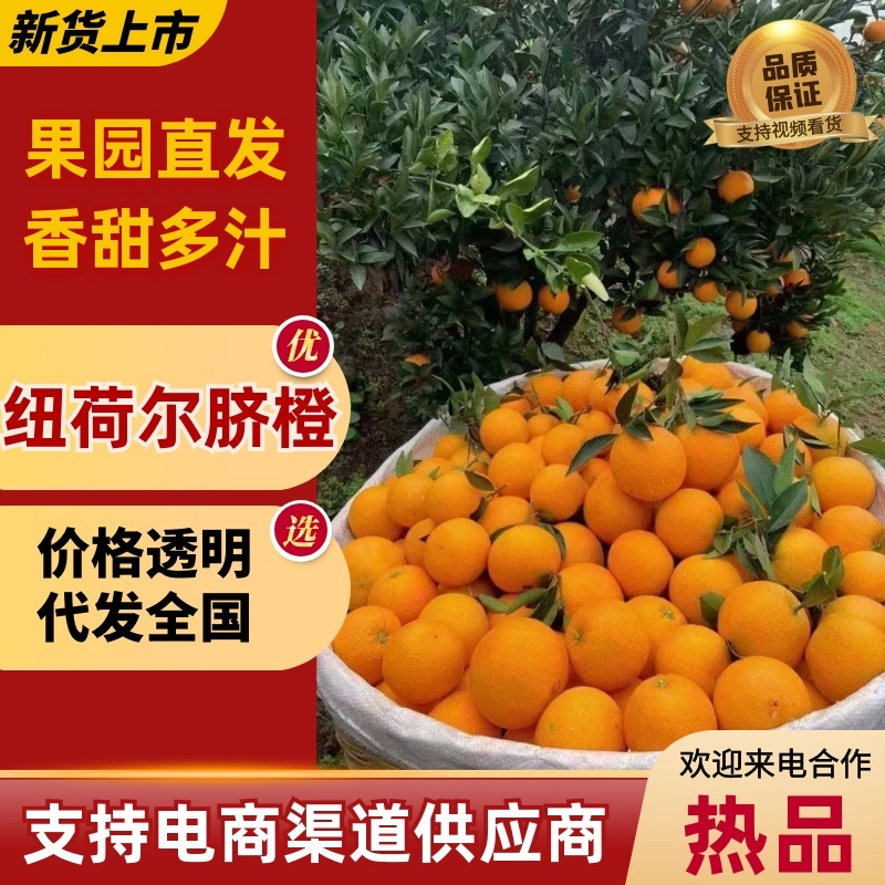 【鲜橙】纽荷尔脐橙主产地直供新鲜采摘落地直发！