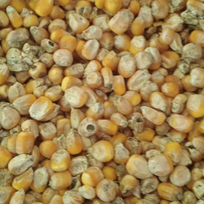 霉变玉米粒酒精玉米有机肥料辅料