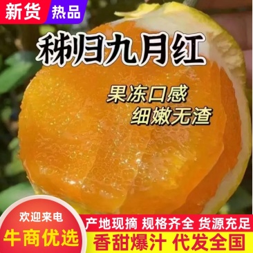 精品九月红脐橙新鲜脐橙落地全国直发！
