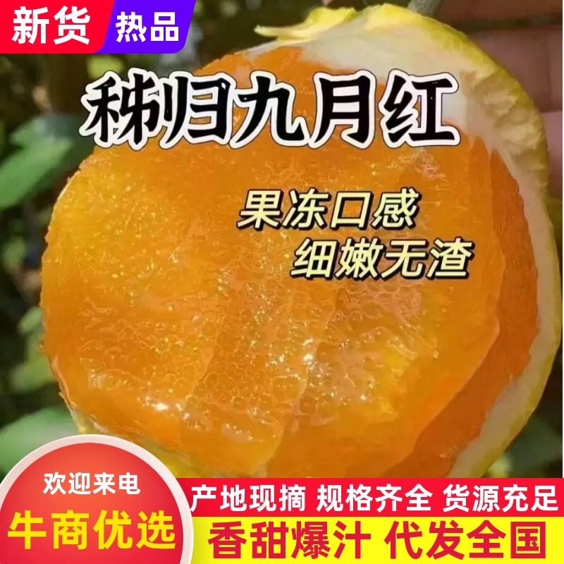 精品九月红脐橙新鲜脐橙落地全国直发！
