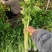 温室芹菜以大量上市量大质优