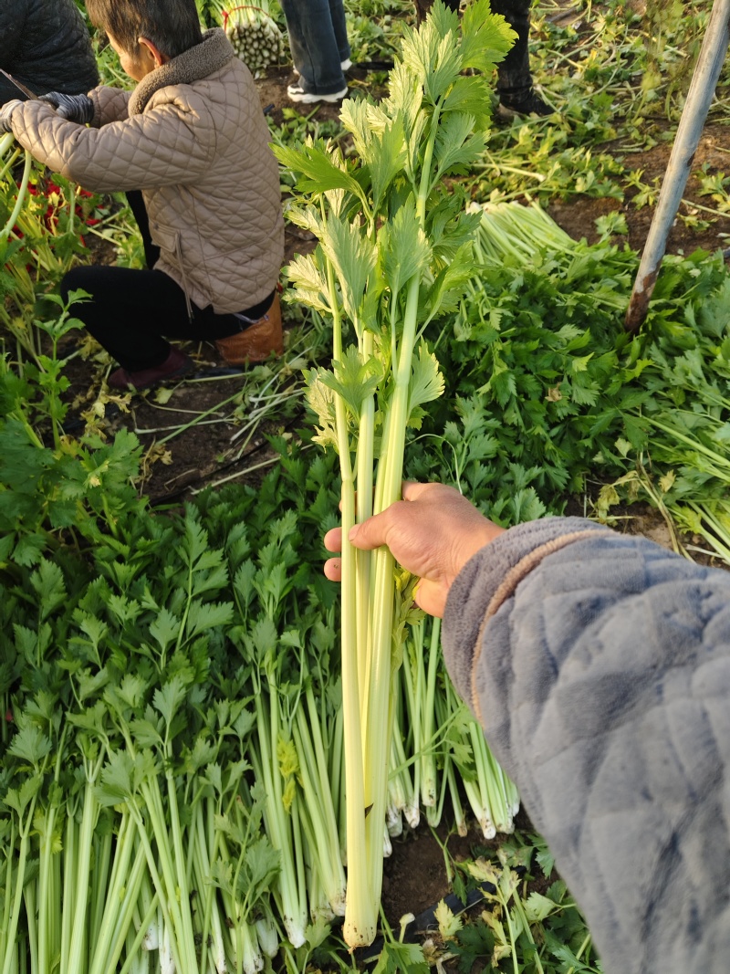 温室芹菜以大量上市量大质优