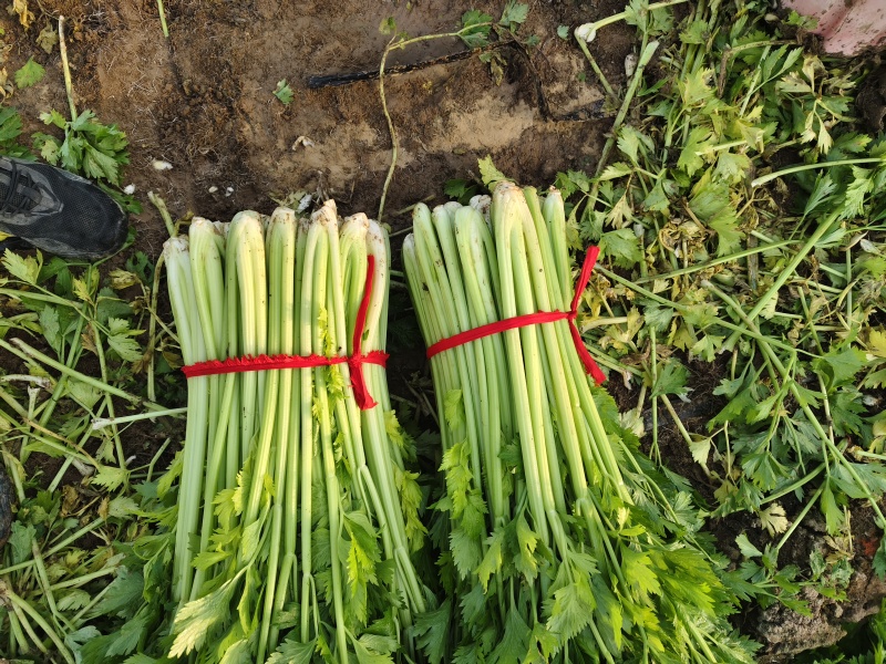温室芹菜以大量上市量大质优